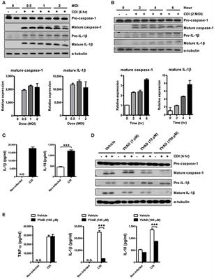 The ATP-P2X7 Signaling Axis Is an Essential Sentinel for Intracellular Clostridium difficile Pathogen-Induced Inflammasome Activation